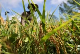 Riziculture