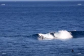 surf à saint-leu