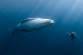 Film Quand baleines et tortues nous montrent le chemin Rémy Tézier