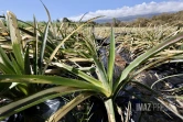 Garance : La Réunion, l'île en phase de sauvegarde