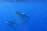 dauphins approche des cétacés
