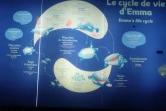 L'une des deux seules tortues qui pondent à La Réunion risque de mourrir 