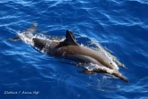 baleines et dauphin observé à saint-gilles juin 2022
