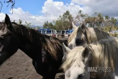 cyclone garance chevaux 