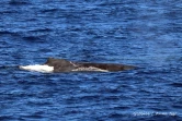 baleines et dauphin observé à saint-gilles juin 2022