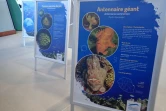 Kélonia : une exposition pour découvrir les poissons de La Réunion 