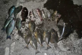 Braconnage : 53 kilos de poissons saisis et 3 personnes interpellés