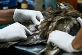 Mohammad Saud, co-fondateur du centre Wildlife Rescue, soigne un vautour blessé, le 13 décembre 2021 à New Delhi, en Inde