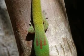 Gecko Madagascar