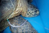 Kelonia : trois tortues ont perdu la vie, les recherches se poursuivent