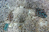 Lagon de Saint-Pierre : des bénitiers pillés à même le corail