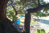 Ballons de baudruche laissés sur la plage : Kélonia alerte