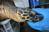 Une tortue imbriquée secourue grâce à la vigilance de pêcheurs à la Pointe au Sel