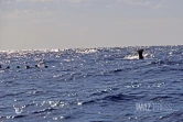 contrôle des approches de baleines 