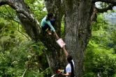 Matilde et Marlène Pimentel, étudiantes doivent grimper dans les arbres de la forêt tropicale pour capter le signal internet, à El Tigre, le 21 août 2020