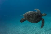La tortue photographiée avec un fil de pêche n'est plus en danger