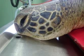  Deux nouvelles tortues victimes d'un choc avec un bateau 