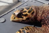 Manon, une jeune tortue imbriquée retrouvée morte à La Saline 