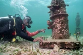 Un plogeur observe les coraux qui se sont enracinés sur les sculptures sous-marines du musée MUSZIF, à six mètres de profondeur, à Isla Fuerte, département de Bolivar, en Colombie, le 22 mai 2024