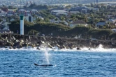Terre Sainte : un groupe de grands dauphins de l'Indo-Pacifique observé 