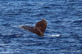 baleines et dauphin observé à saint-gilles juin 2022