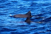 baleines et dauphin observé à saint-gilles juin 2022