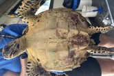 Une tortue imbriquée secourue grâce à la vigilance de pêcheurs à la Pointe au Sel
