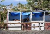 cyclone garance chevaux 