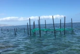 Installation du piège - requin juvénile