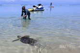 L'Hermitage : après quatre mois de convalescence, la tortue Epoi retrouve l'océan [?]