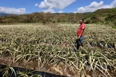 Garance : La Réunion, l'île en phase de sauvegarde