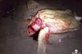 Des tortues marines massacrées à la machette à Mayotte par des braconniers.
