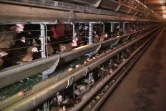 Capture d\'écran réalisée le 24 mai 2016 d\'une vidéo publiée par l\'association L214 dans laquelle on voit le corps d\'une poule morte dans une cage dans une ferme à Chaleins dans l\'Ain