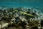 blanchissement des coraux 