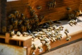 Le Port : les abeilles sentinelles sont à l'honneur