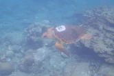 Kélonia : la tortue Davina a retrouvé l'océan