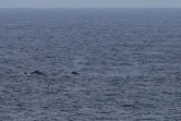 Baleines observées par le TCO
