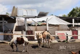 cyclone garance chevaux 