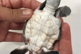 Kelonia survie bébés tortues nids