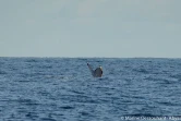 Deux baleines observées cap la houssaye