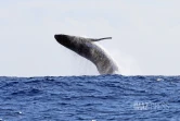 contrôle des approches de baleines 