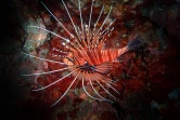 Photographe amateur photo sous-marine poissons