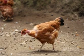 ferme de poulet bio péi 