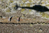 Grand Raid 2006