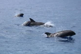  Un millier de dauphins observés au large de Saint-Pierre