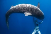 Polynésie: l'apnéiste Pierrick Seybald endort les requins tigre