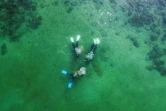 Des scientifiques de l'université de Hong Kong plongent sur un récif corallien artificiel fabriqué en 3D dans le parc marin de Hoi Ha Wan à Hong Kong le 2 février 2021