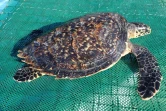 Une tortue verte découverte en baie de St Paul