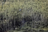 Incendie, Grand brûlé, Sainte-Rose, feu, végétation