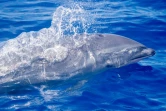 Un grand groupe de dauphins d'Electre et de Fraser observé dans le sud 